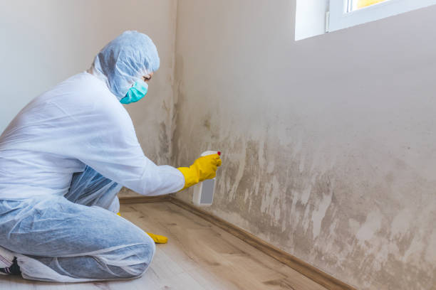 Licensed Basement Mold Remediation service in Lebanon, PA - WQB Mold Removal